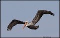 _0SB0885 brown pelican